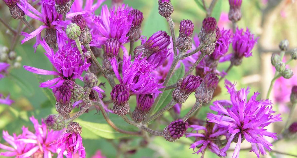 Tall Ironweed