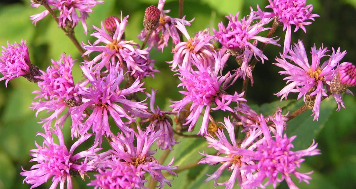Tall Ironweed
