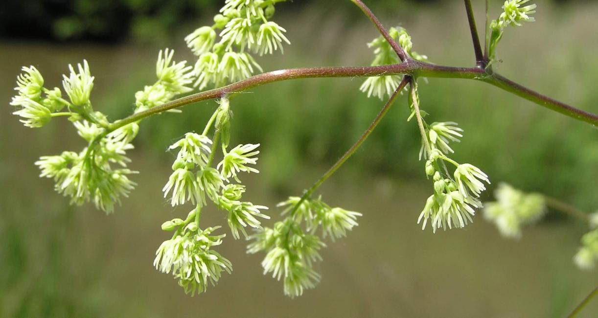 Tall Meadow Rue flower