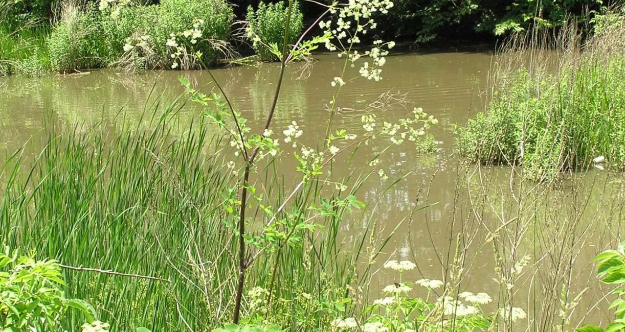Tall Meadow Rue habit
