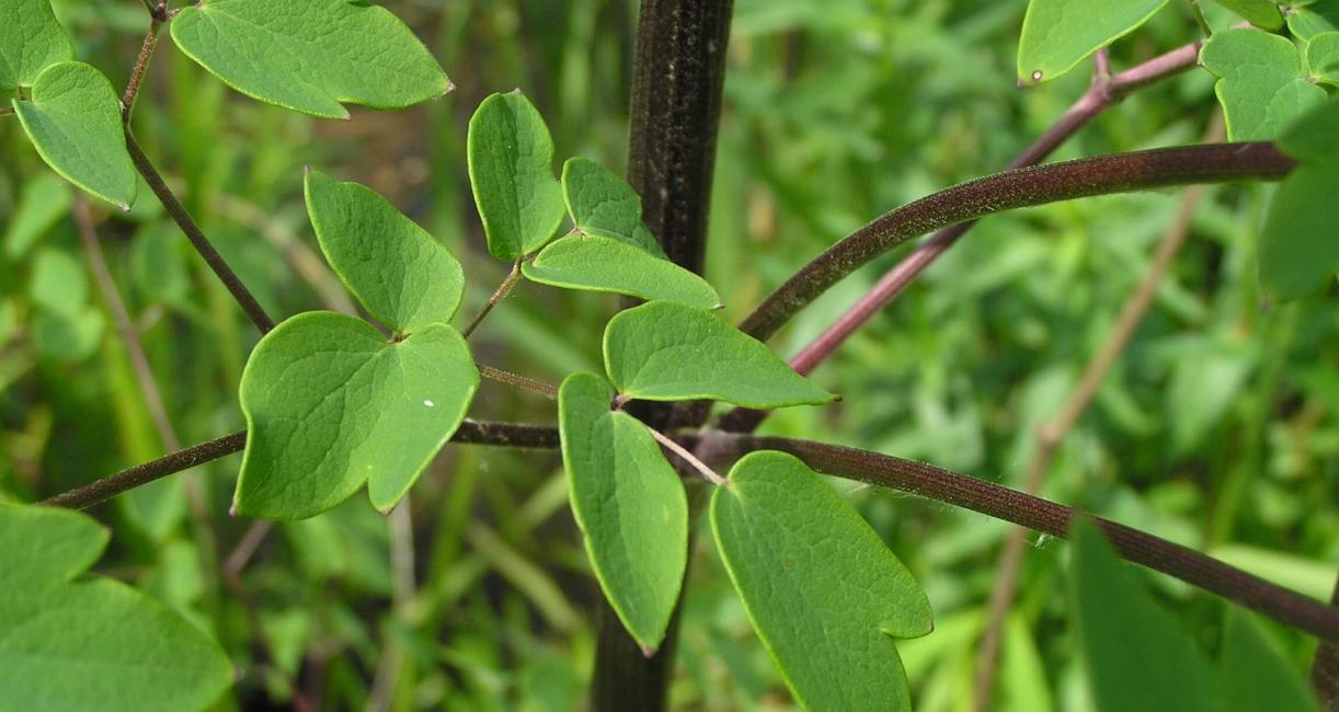 Tall Meadow Rue leaves