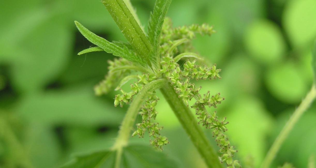 Tall Nettle flower