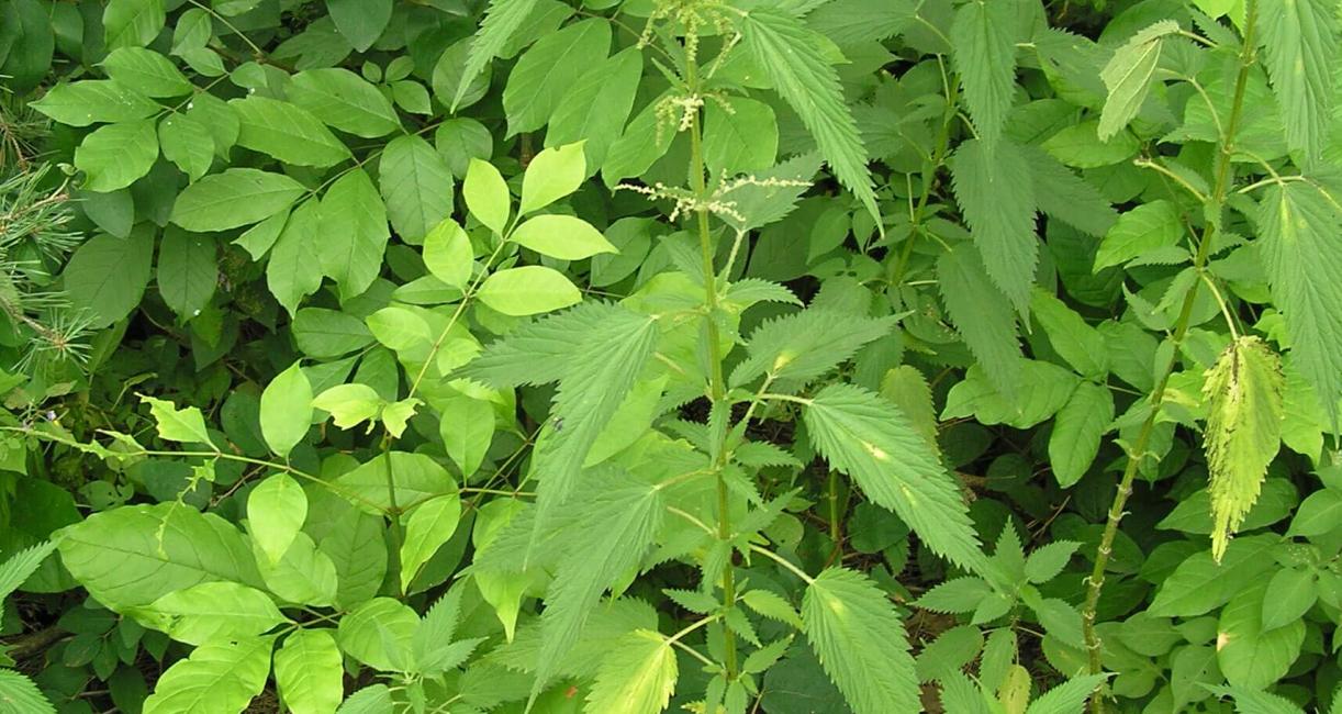 Tall Nettle habit