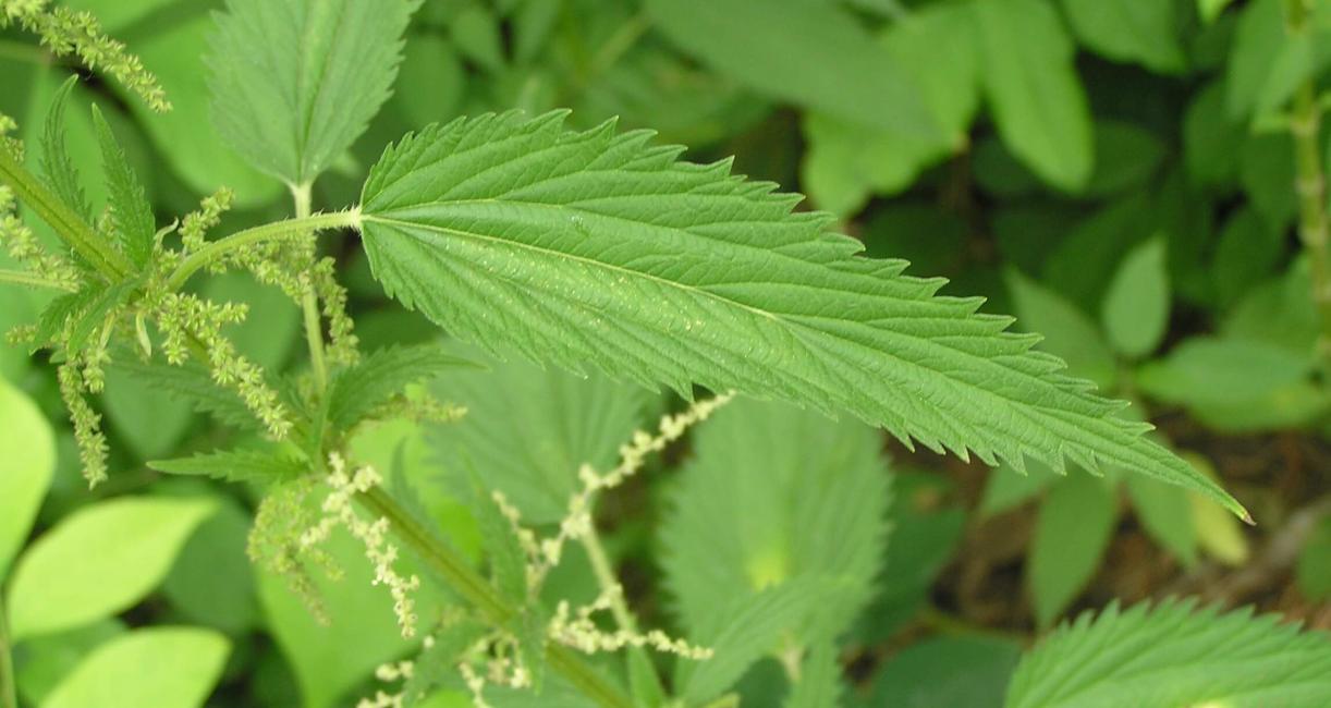 Tall Nettle leaves