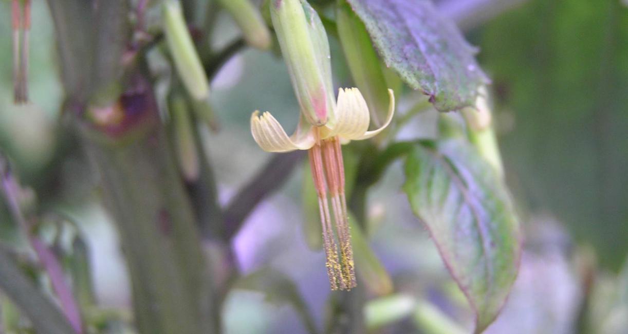 Tall Rattlesnake Root flower