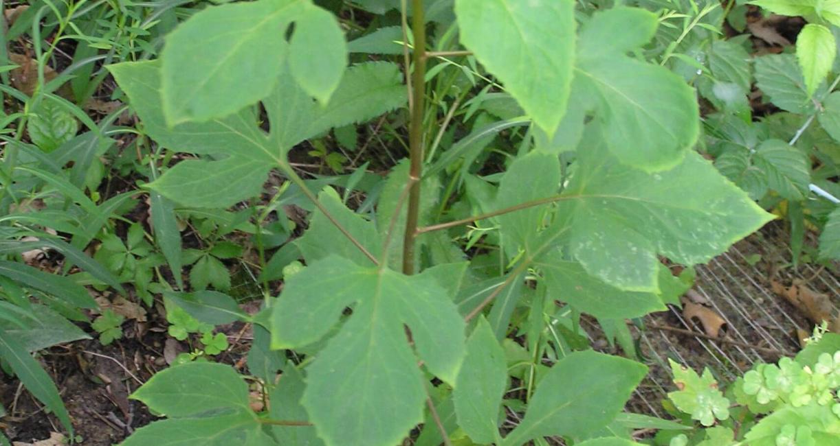 Tall Rattlesnake Root habit