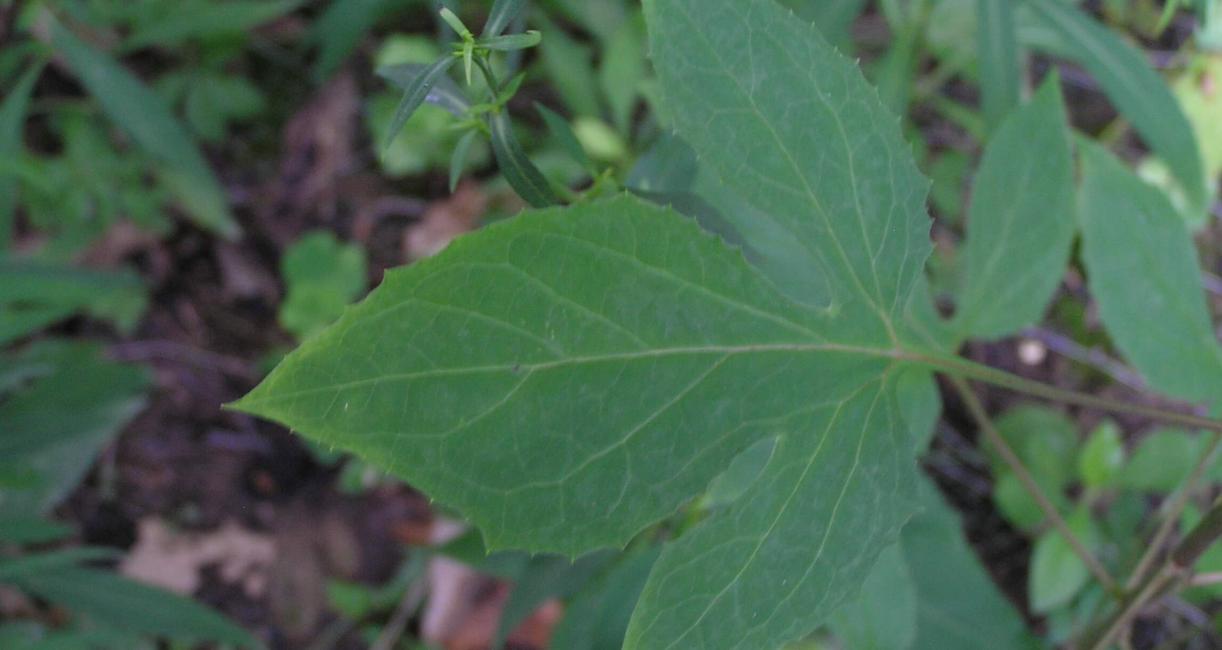 Tall Rattlesnake Root leaves