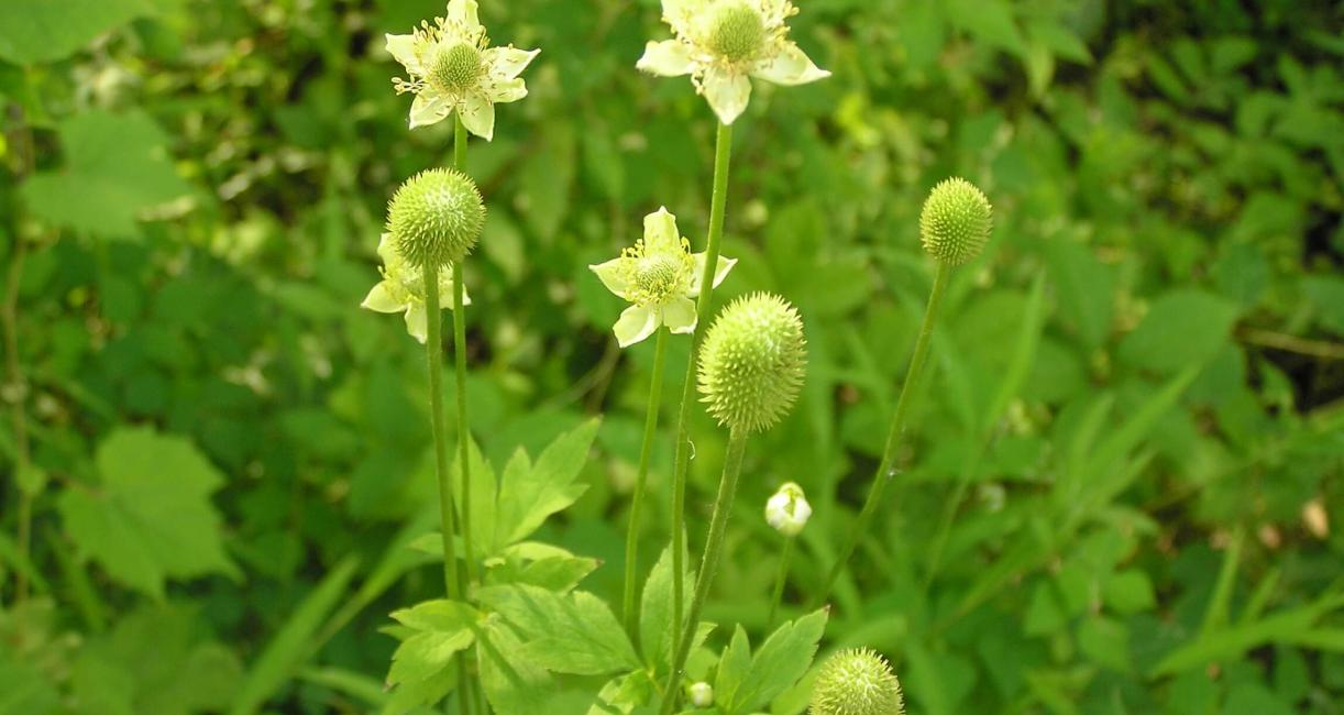 Thimbleweed flower