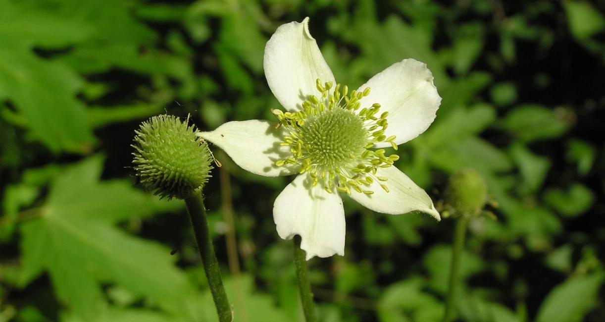 Thimbleweed flower