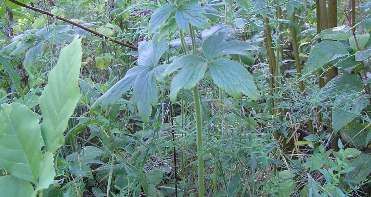 Thimbleweed habit