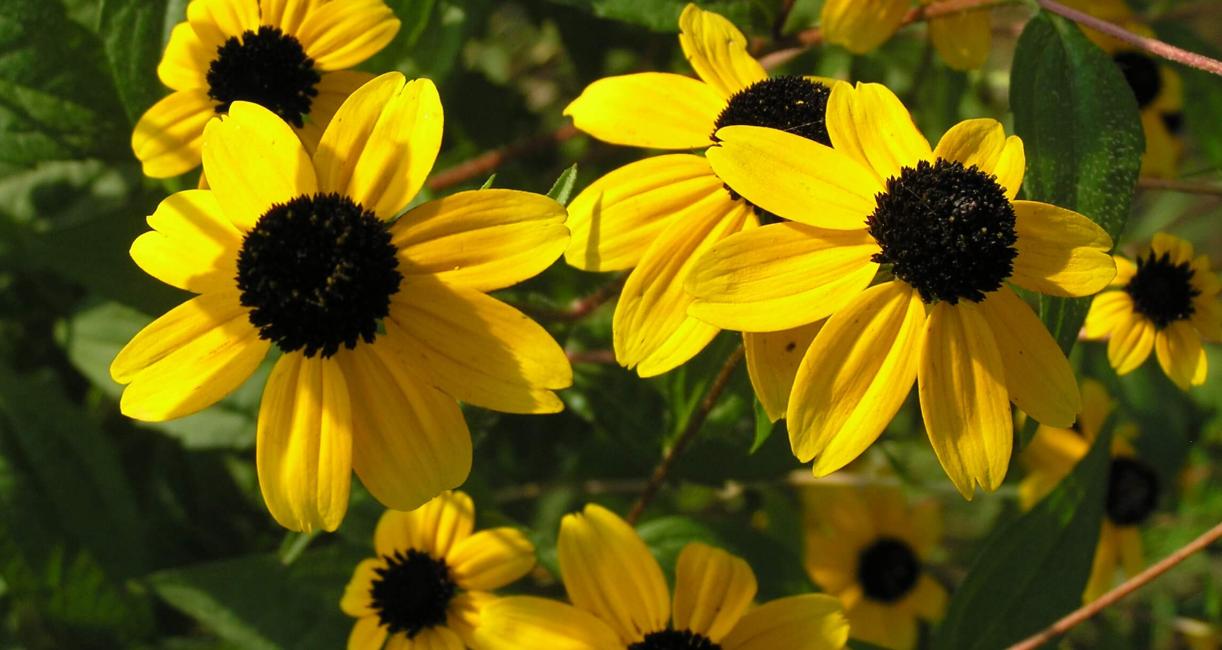 Thin Leaved Coneflower flower