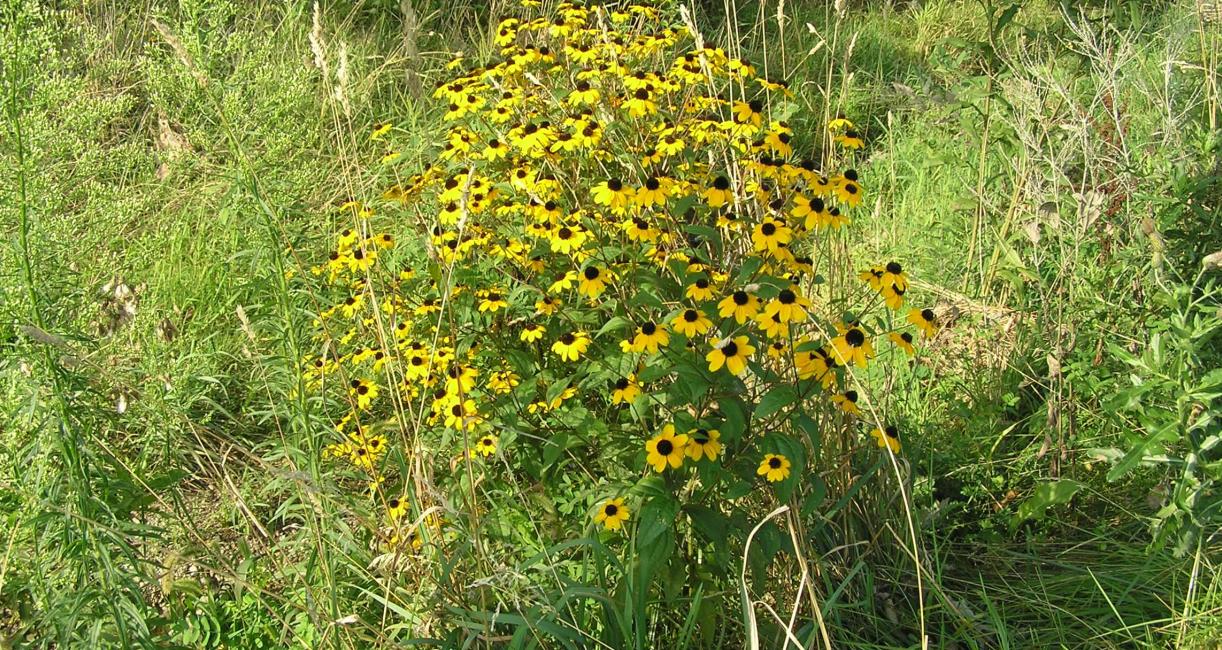 Thin Leaved Coneflower habit