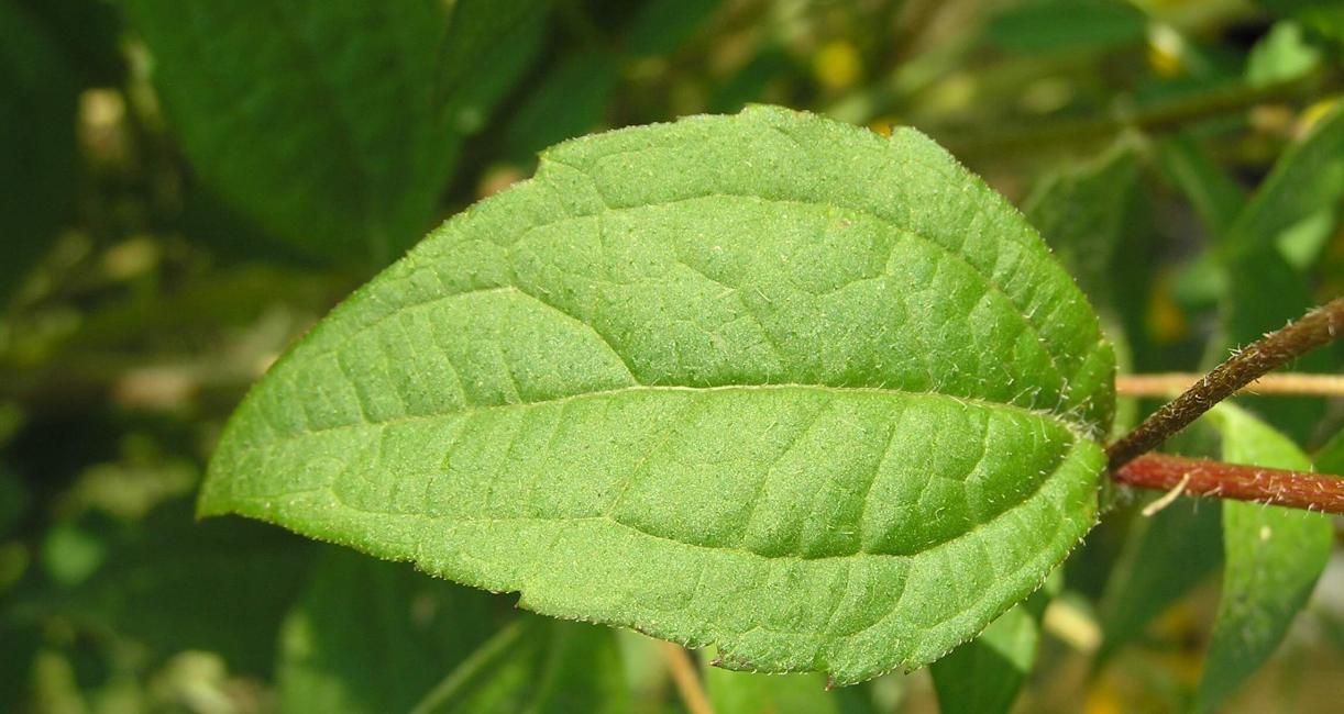 Thin Leaved Coneflower leaves