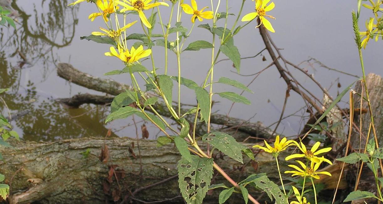 Thin leaved Sunflower habit