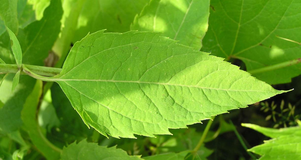 Thin Leaved Sunflower leaves