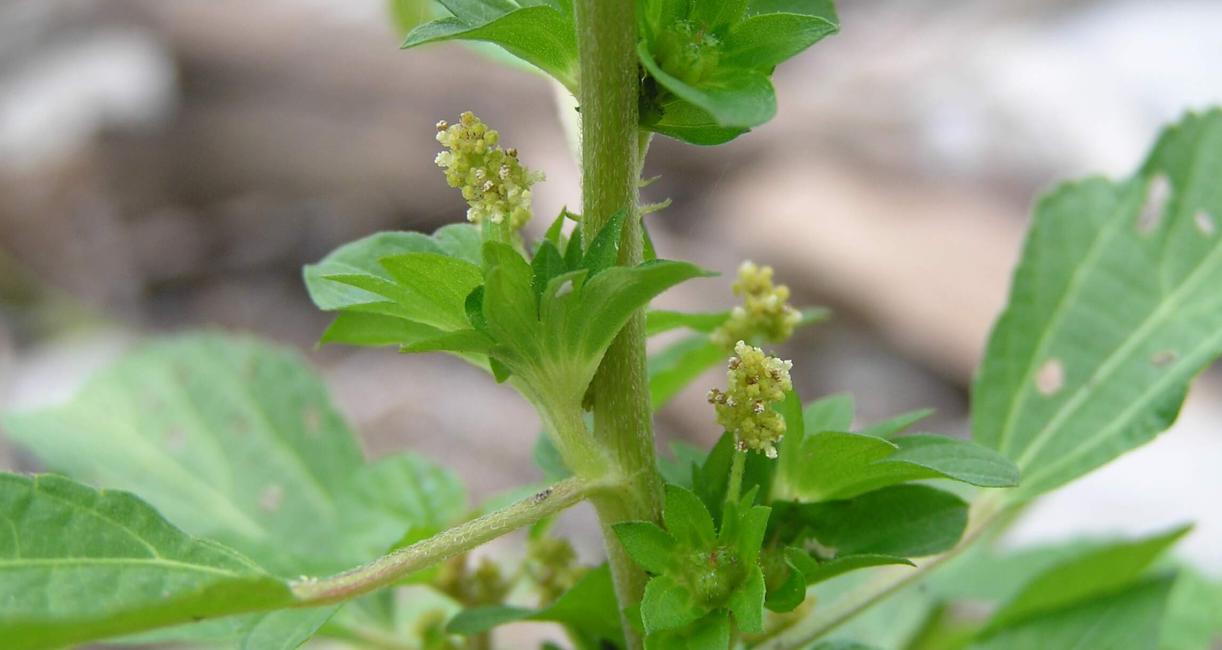 Three Seeded Mercury flower