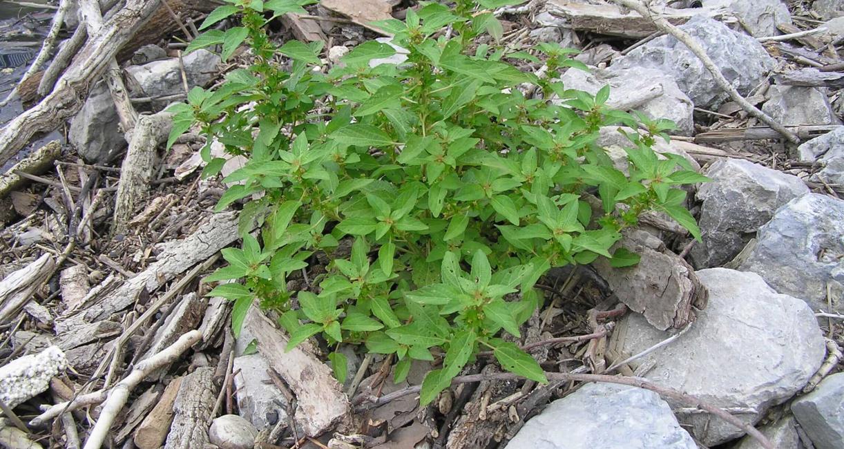 Three Seeded Mercury habit