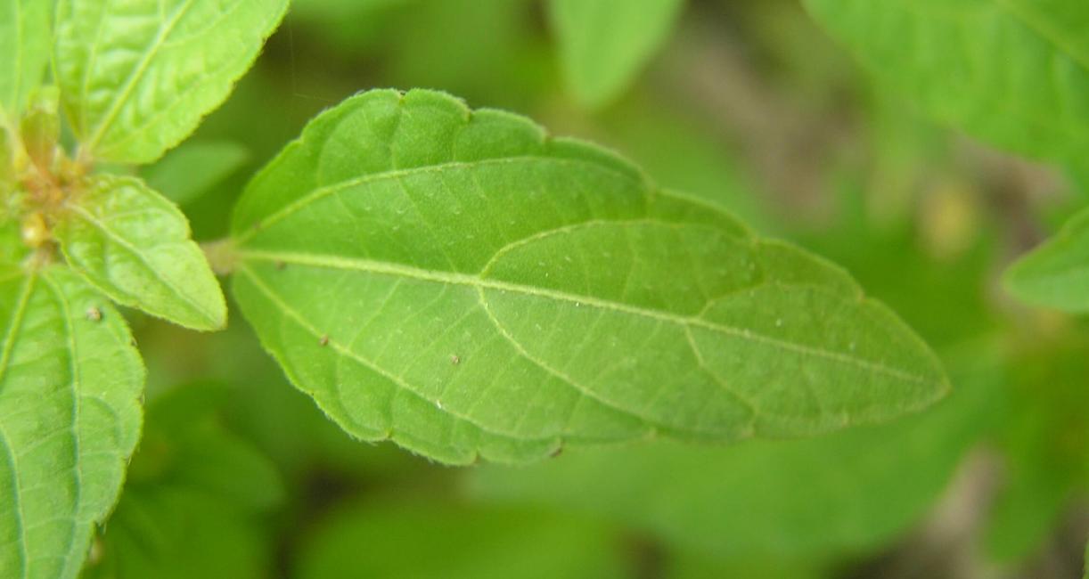 Three Seeded Mercury leaves