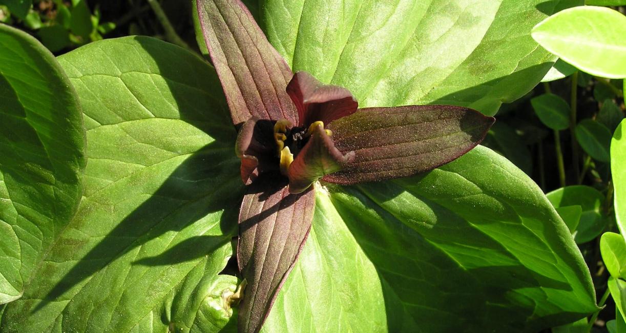 Toad Trillium flower