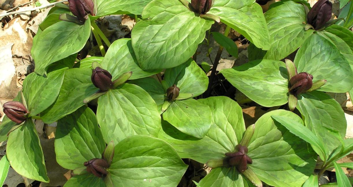 Toad Trillium habit