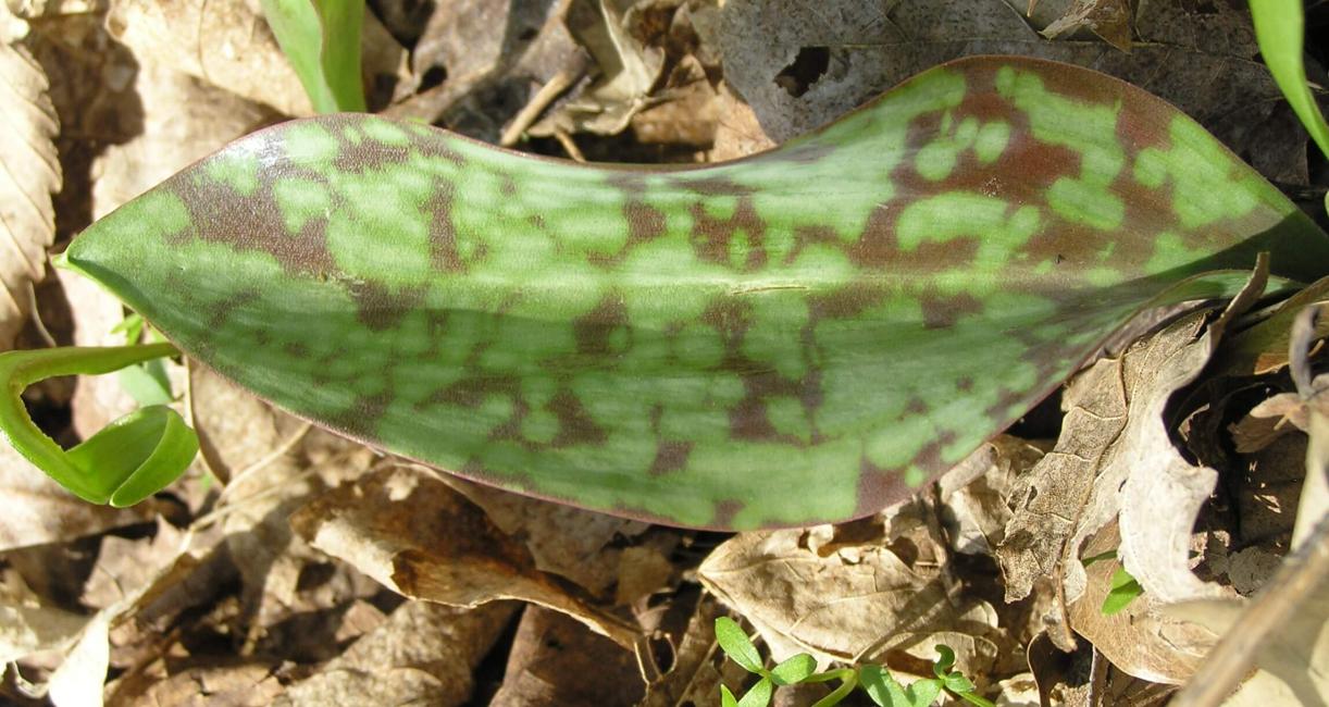 Trout Lily leaves