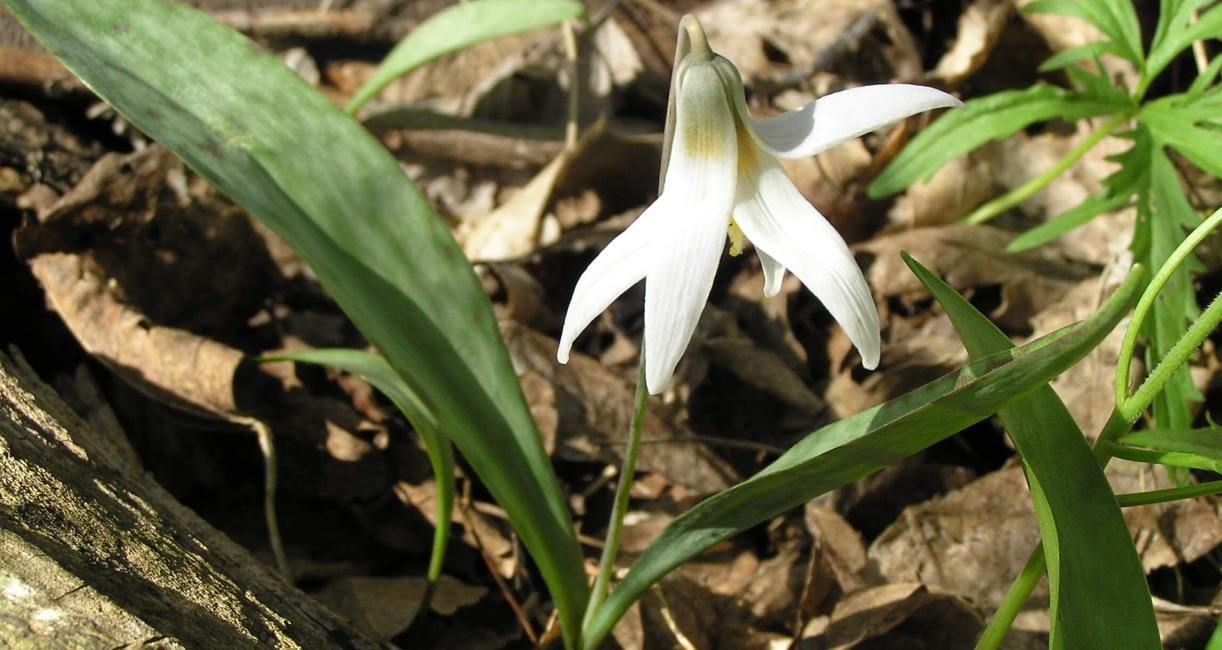 Trout Lily White