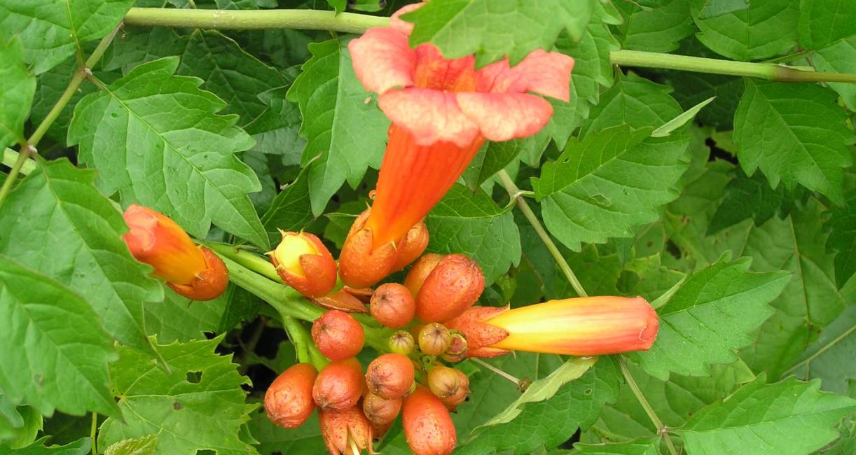 Trumpet Creeper flower
