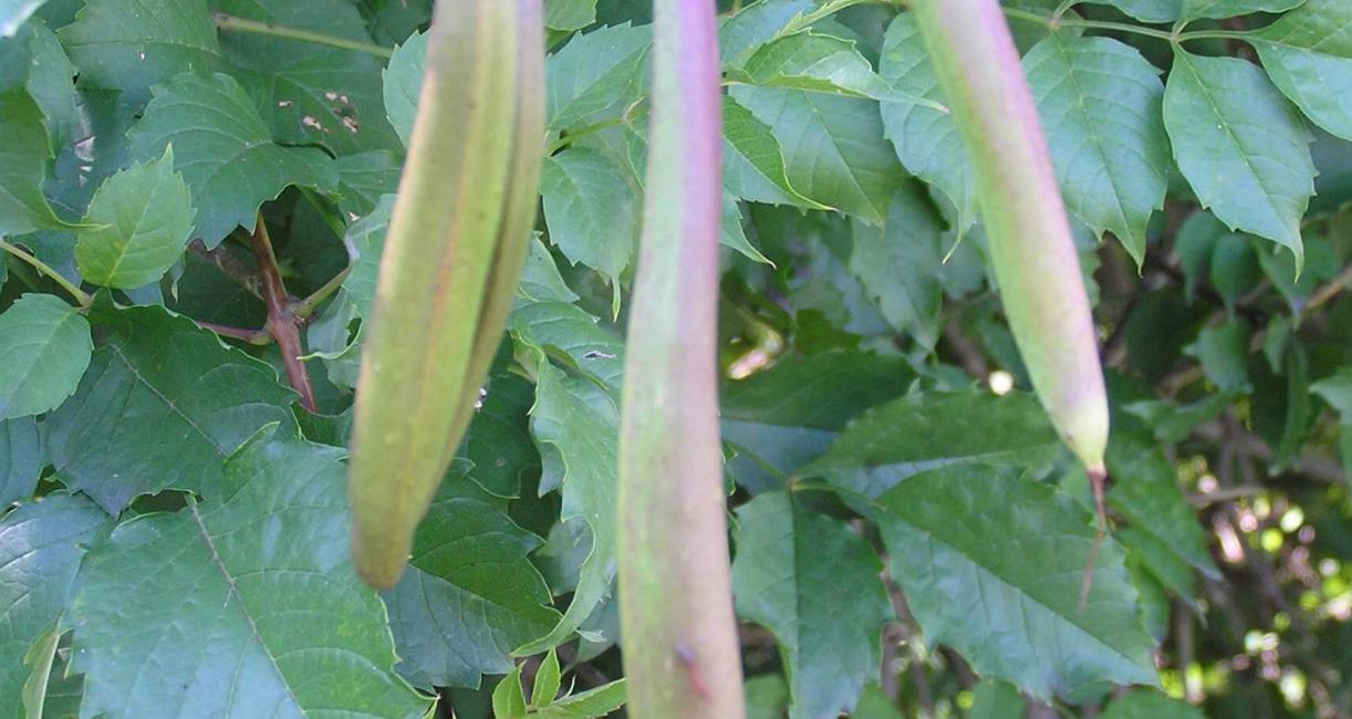 Trumpet Creeper fruit
