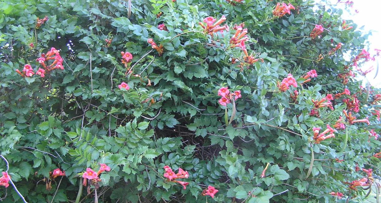 Trumpet Creeper habit