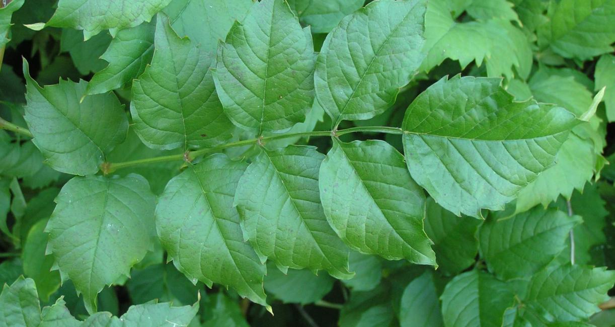Trumpet Creeper leaves