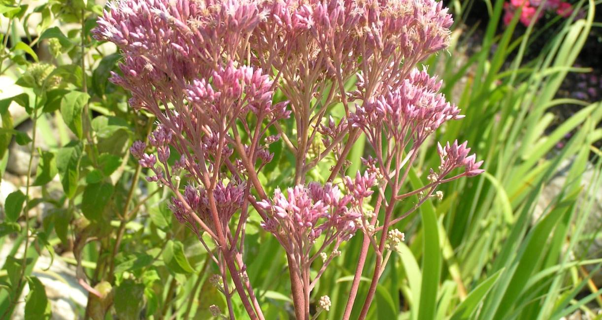 Trumpetweed flower