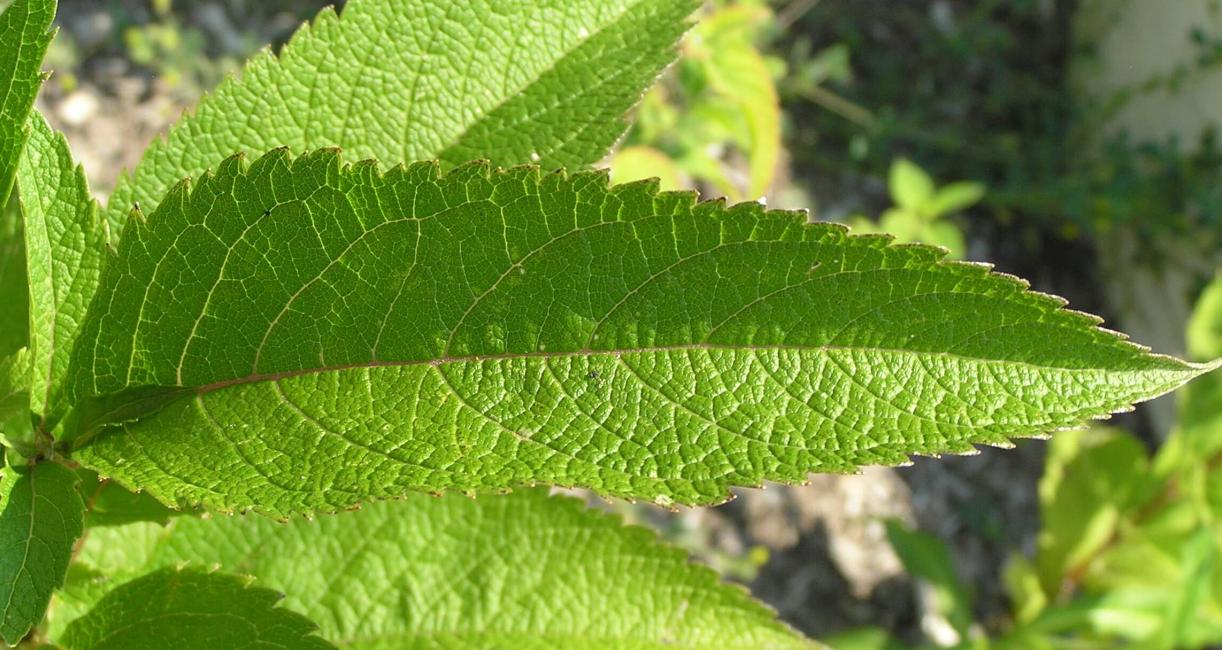 Trumpetweed leaves