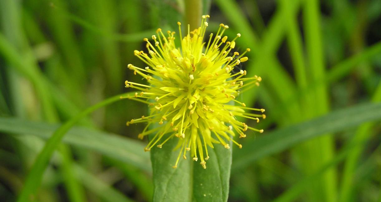 Tufted Loosestrife flower