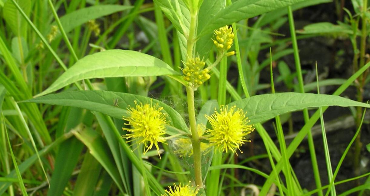 Tufted Loosestrife habit