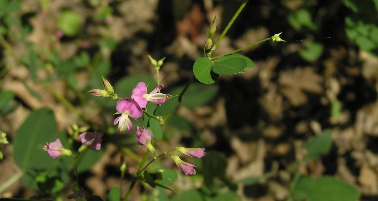 Violet Bush Clover flower