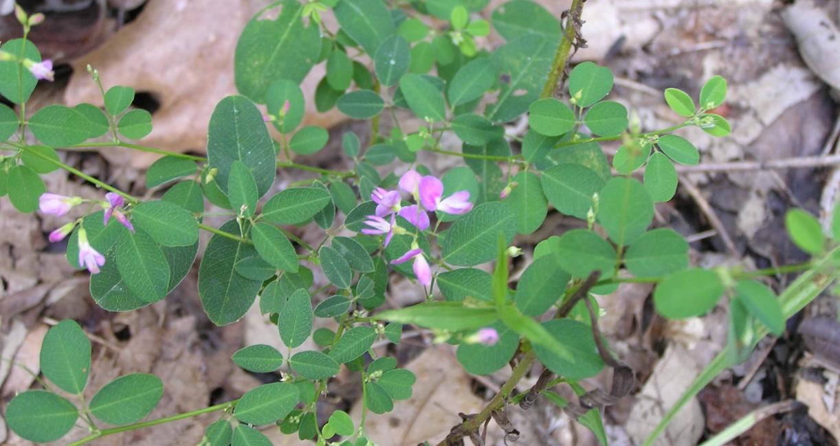 Violet Bush Clover habit