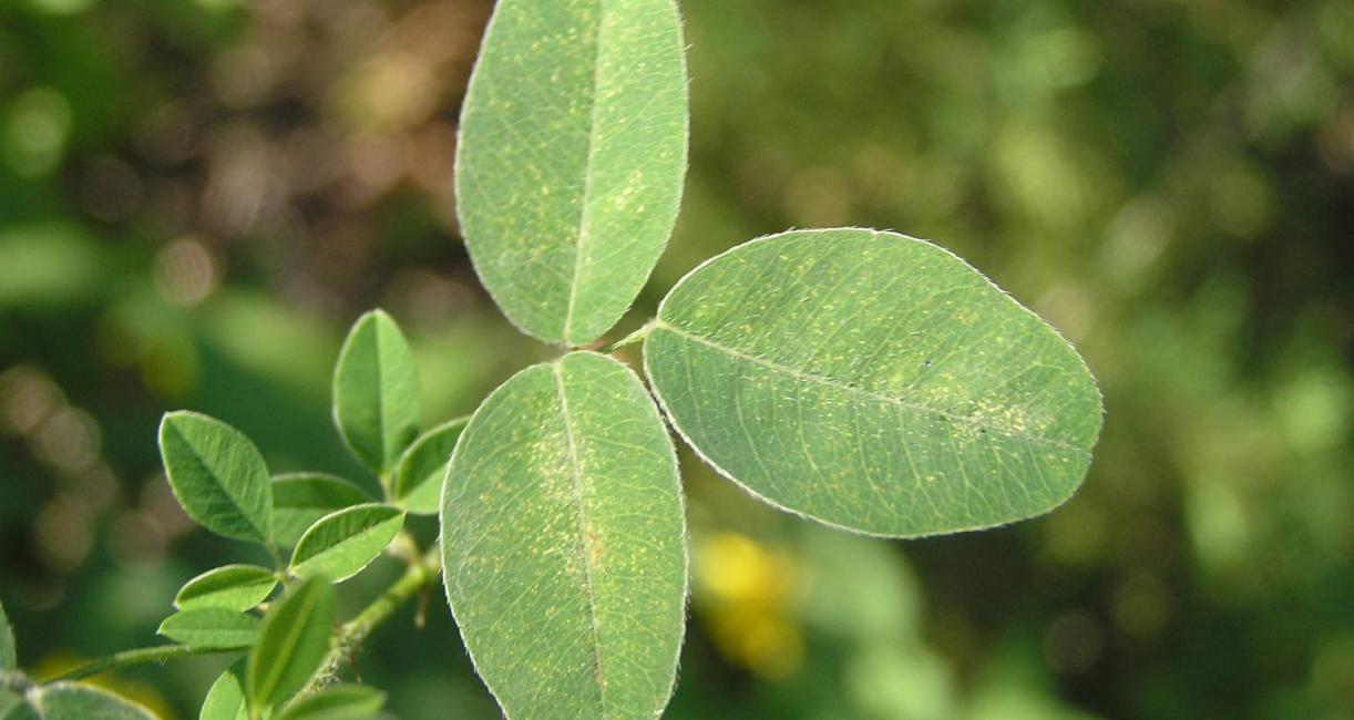 Violet Bush Clover leaves