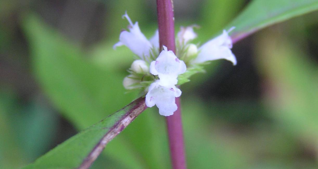 Virginia Bugleweed flower