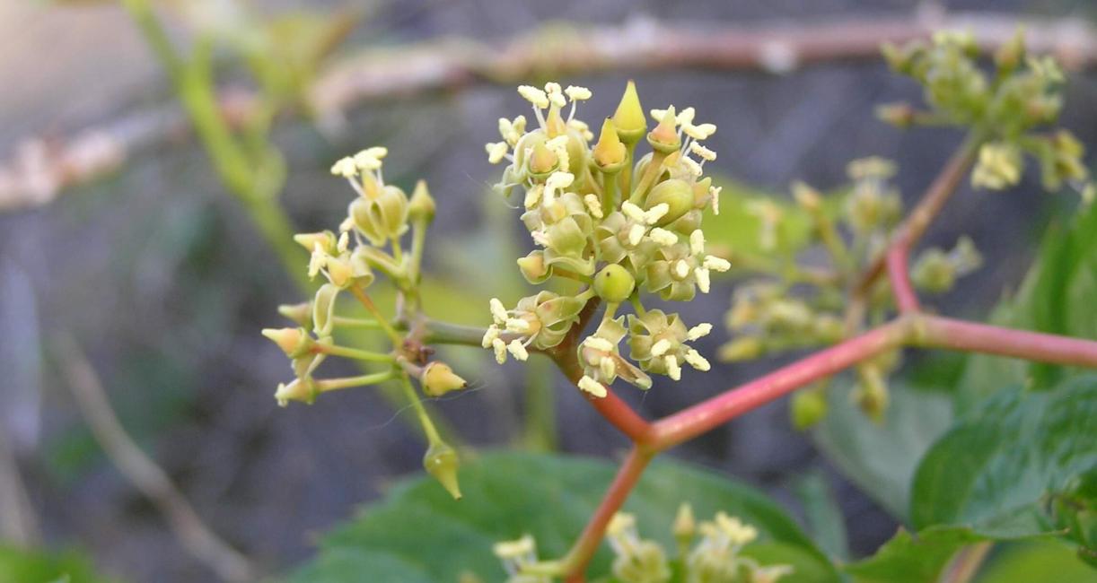 Virginia Creeper flower