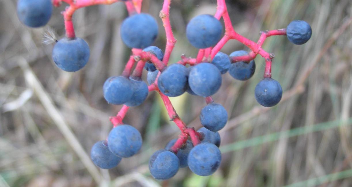 Virginia Creeper fruit