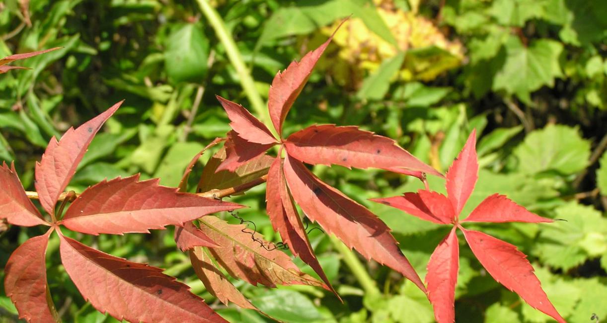 Virginia Creeper leaves