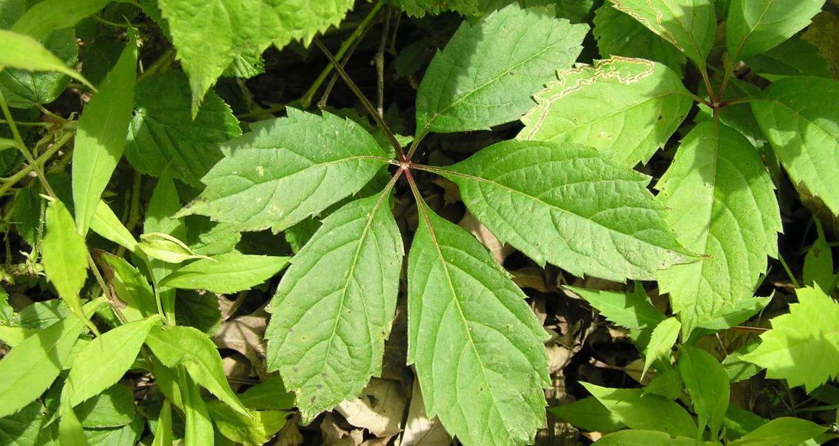 Virginia Creeper