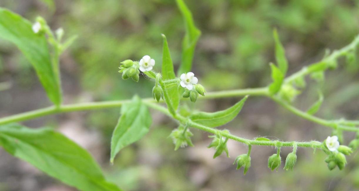 Virginia Stickseed flower