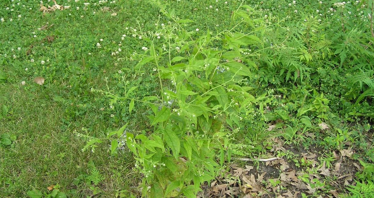 Virginia Stickseed habit