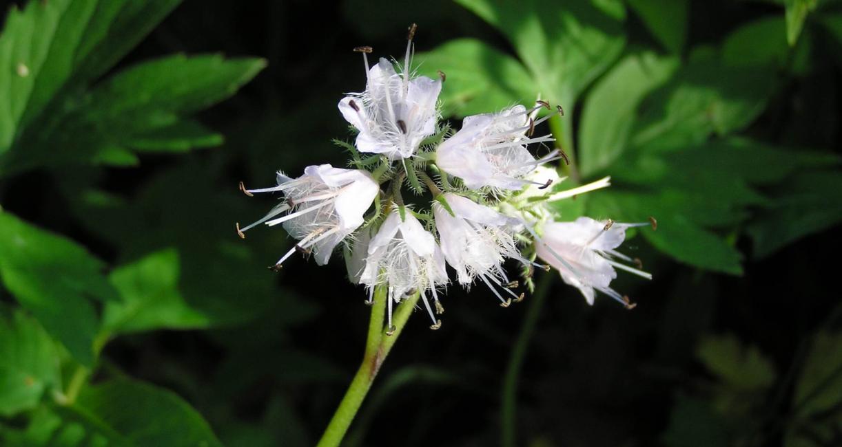Virginia Waterleaf flower