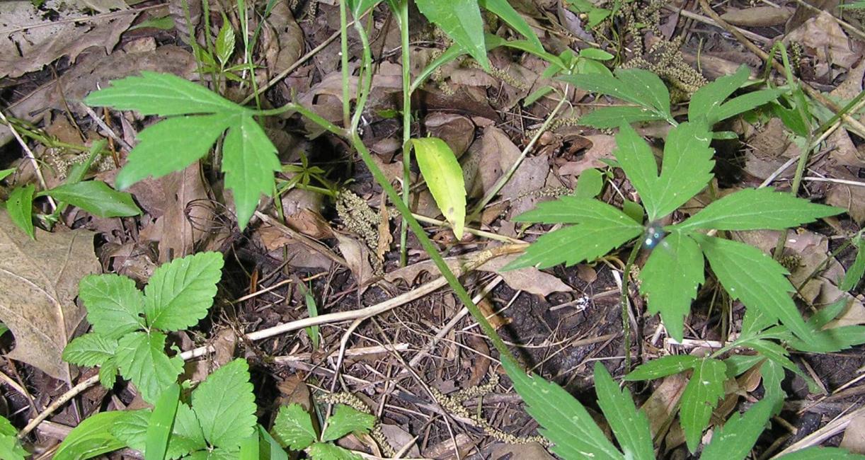 Virginia Waterleaf habit