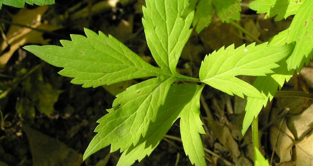 Virginia Waterleaf leaves