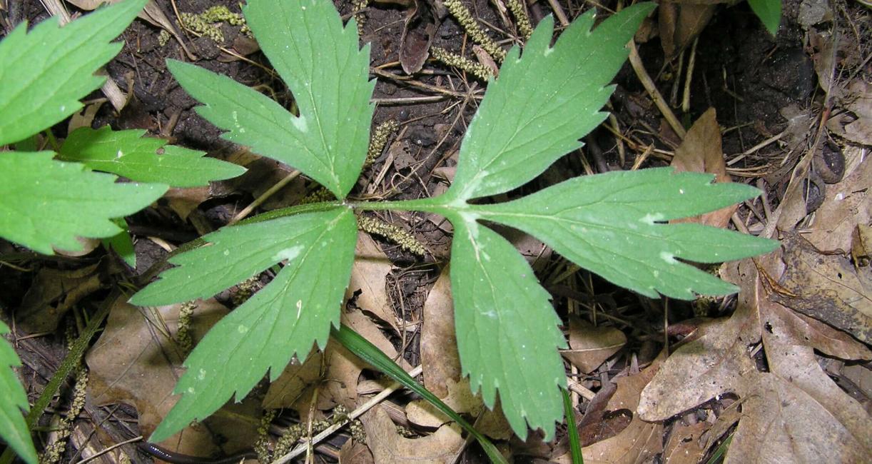 Virginia Waterleaf leaves