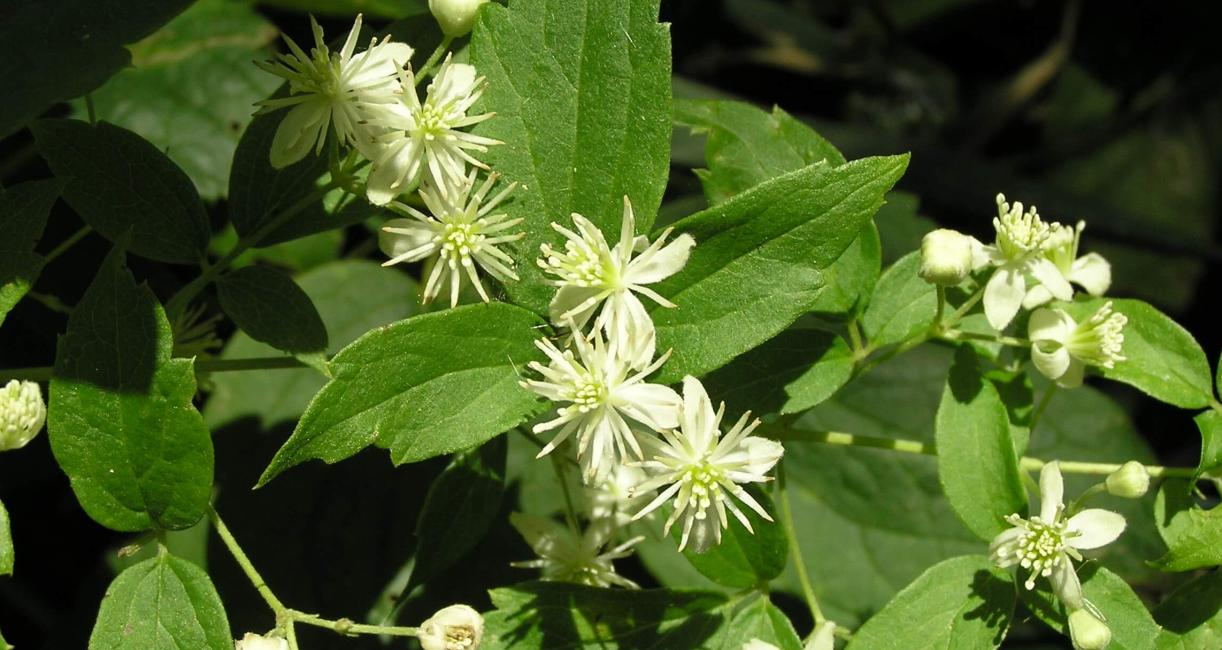 Virgins Bower flower