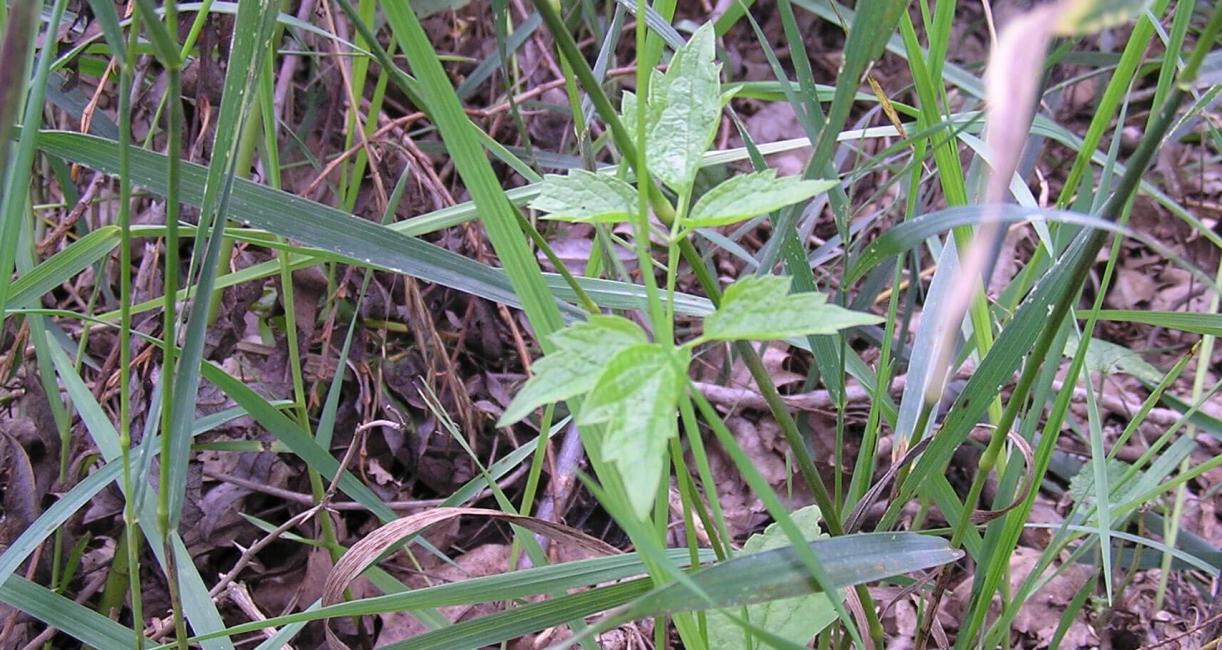 Virgins Bower habit